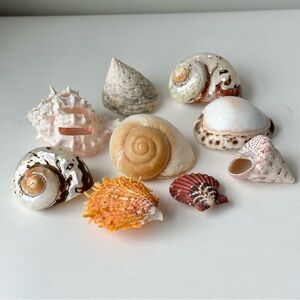 Bundle of 9 Vintage Exotic Seashells